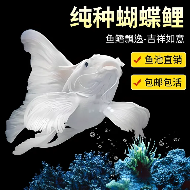 球体蝴蝶鲤苗精品赛级渔场直发狮子头白色冷水鱼纯种石膏白观赏鱼