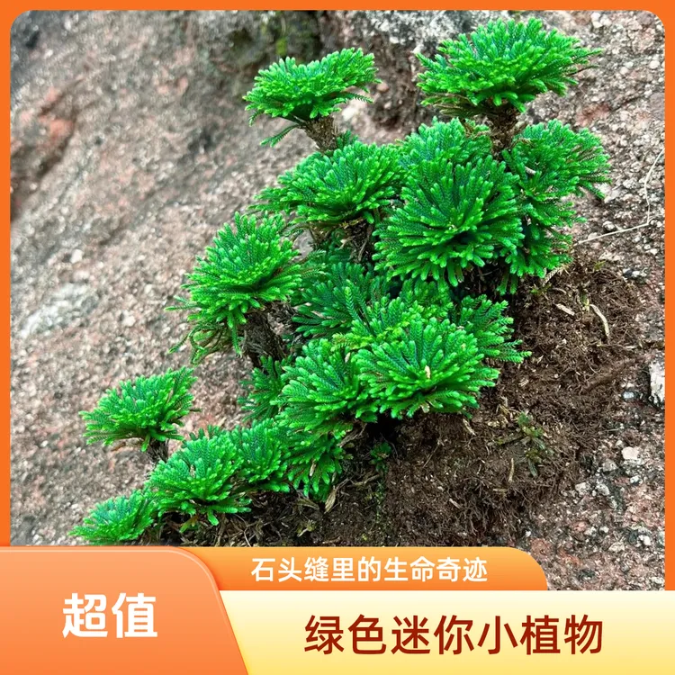 小叶九死还魂草盆栽发财草卷柏室内外假山吸水盆景喜水绿植花卉植