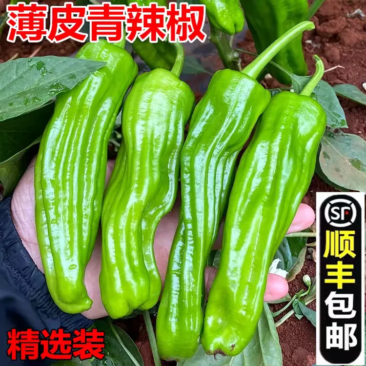 【顺丰】湖北新鲜辣椒薄皮青椒微辣泡椒芜湖椒农家自种虎皮辣椒绿色