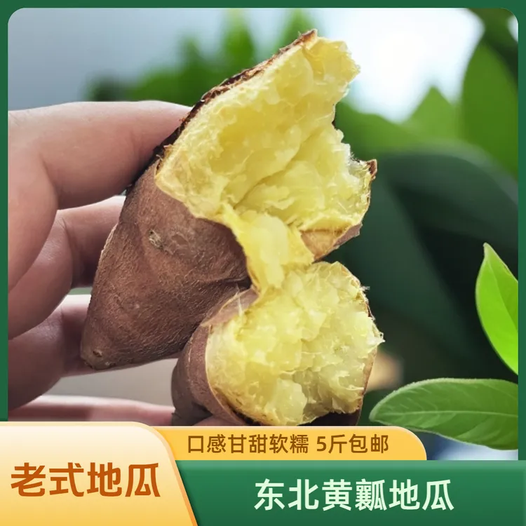 东北黄瓤地瓜干瓤辽宁鲅鱼圈小望海地瓜黄瓤烤红薯5斤净重包邮