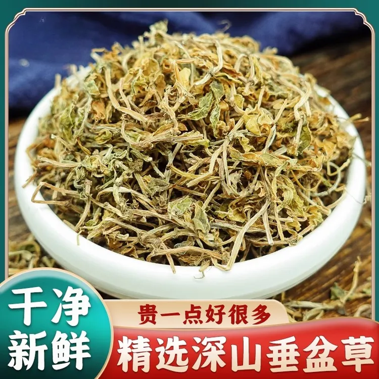  垂盆草精选湖北农村新鲜干货泡水深山垂盆草的功效锤盆草狗牙草