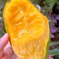 【姜婆礼盒】新到沙漠骆驼礼盒芒果  皮薄肉多  甜甜甜  净果7.6斤起四川省