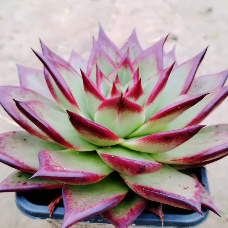 大单头大颗宽叶红色美乌多肉植物盆栽罗宾杂乌木桌面植物多肉老桩