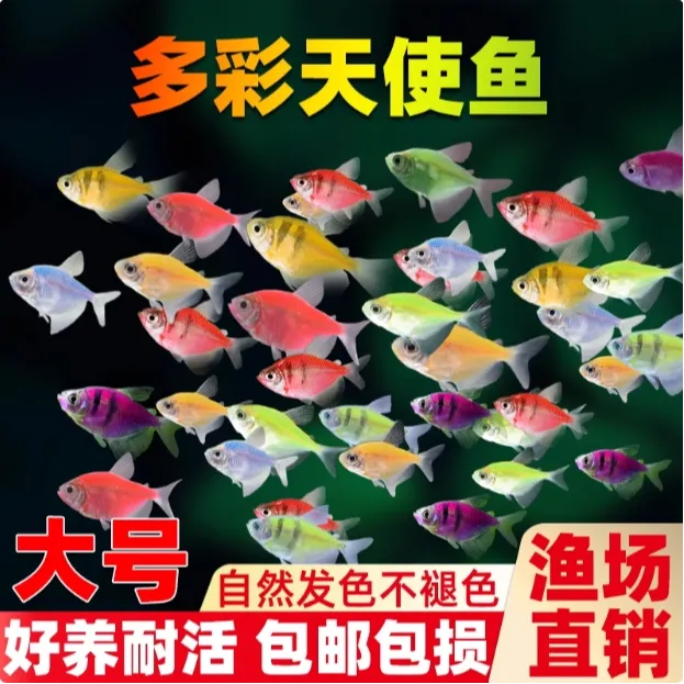 七彩糖果天使鱼荧光神仙鱼小型热带观赏鱼不褪色群游好养耐活新手