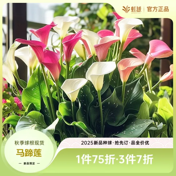 HONGYUE/虹越进口彩色马蹄莲种球块茎易养彩马可盆栽阳台花卉植物