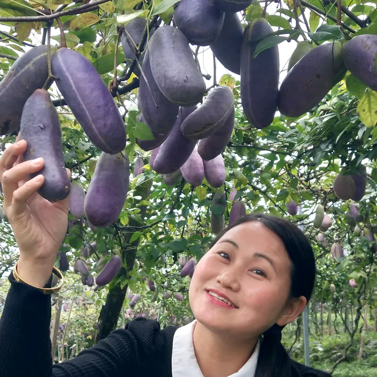 紫果八月瓜苗种植一年第二年挂果