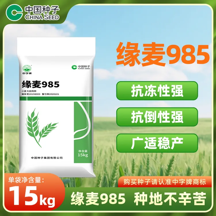 中国种子缘麦985小麦种15kg/袋 抗冻抗倒广适稳产