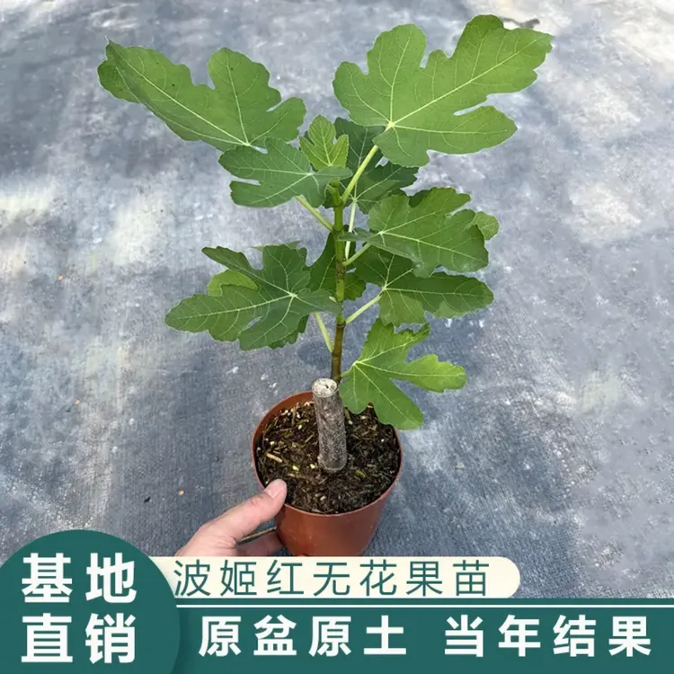 【原盆原土】波姬红无花果树苗盆栽大果南方北方种植果树苗