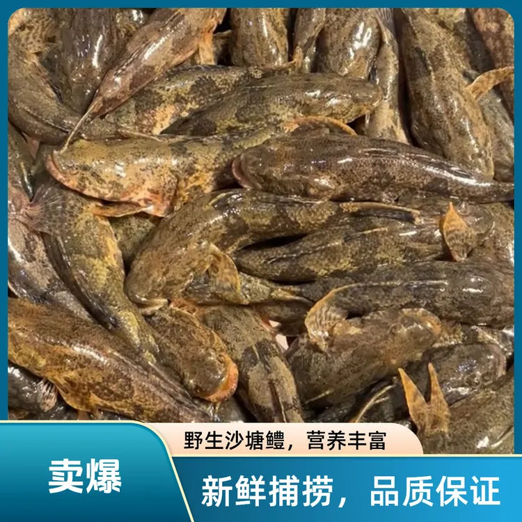虎头鲨沙塘鳢呆子鱼瞎嘎子野生优质包邮渔场直发新鲜高煲汤做馅