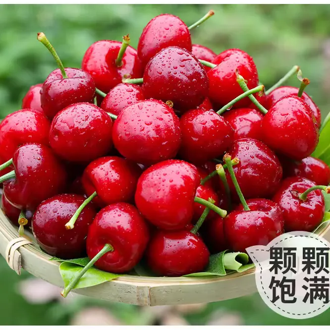 【现摘空运】山东烟台拉宾斯大樱桃酸甜口感5斤新鲜水果