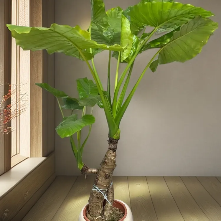 滴水观音室内室外绿植盆栽好看好养水培植物办室内大型水培绿植