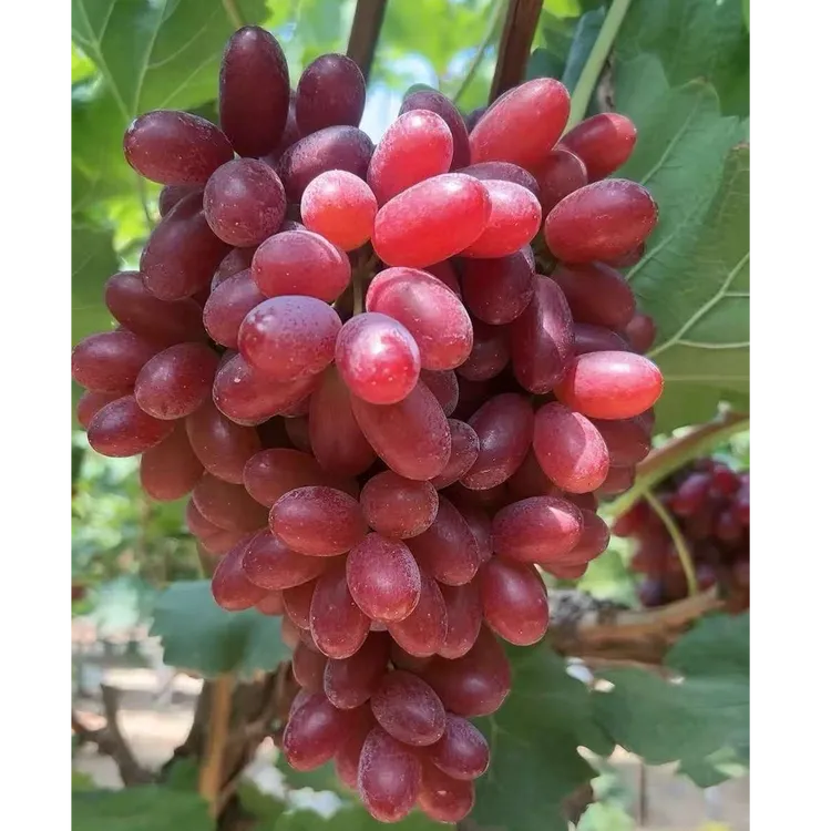果果专属【顺丰包邮】澳洲无核无籽葡萄红提子新鲜脆甜应季水果孕妇纯甜