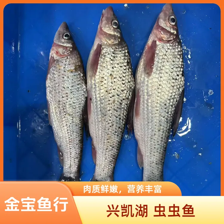  兴凯湖虫虫鱼（季花）