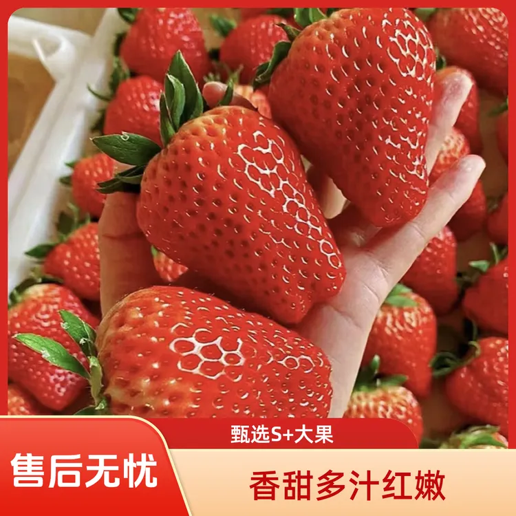 现摘香甜多汁红颜奶油草莓长丰新鲜现摘产地直发精品孕妇水果包邮