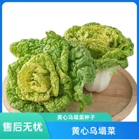 【全场满5袋包邮】黄心乌塌菜种子 家庭种植 可盆栽可地栽
