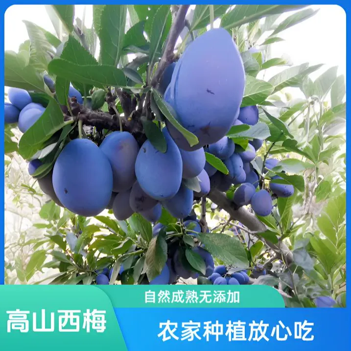 高山西梅，现拍现摘，五斤大果，顺丰包邮