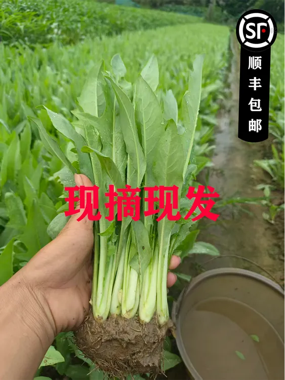 正宗广西博白甜麦菜种苗带根带泥发货栽种简单蔬菜菜秧甜麦菜秧苗