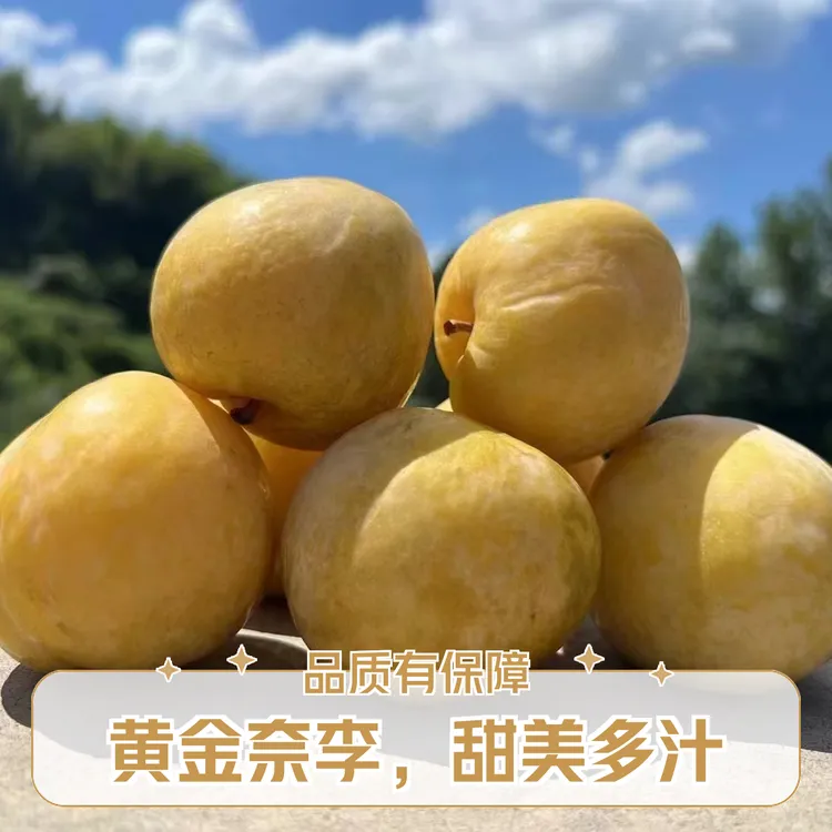 正宗韶关九峰黄金奈李清甜爽口（非湖南广东韶关乐昌正宗黄金奈李