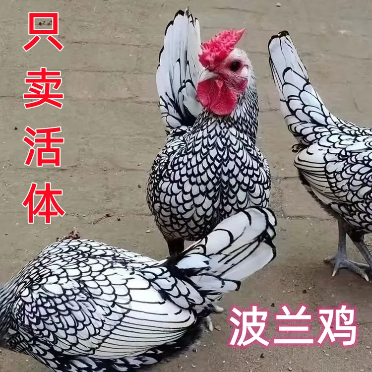 农家散养波兰鸡新鲜味美