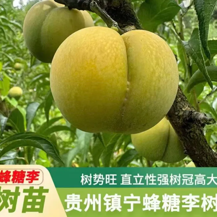 贵州六马蜂糖李两年树苗土栽正宗贵州蜂糖李子树苗