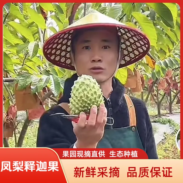 第六代凤梨释迦果3斤起 果园当天新鲜现摘精品优质果顺丰包邮