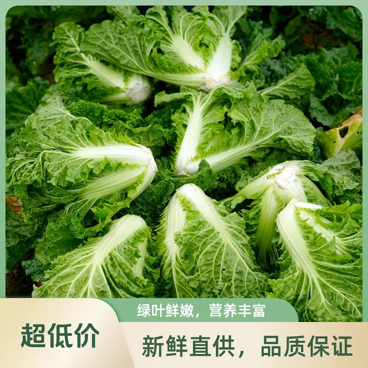 麻叶白菜正宗贵州开阳高山麻叶白菜大白菜产地特色蔬菜产地直销