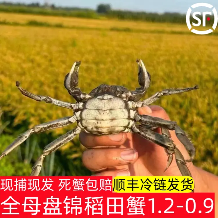 （活蟹）佟掌柜 盘锦稻田蟹 母蟹1.2~0.9两/只 2.5斤顺丰发货