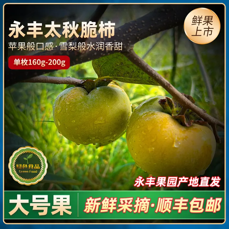 新鲜采摘香甜多汁永丰太秋脆甜柿子当季鲜果现摘现发