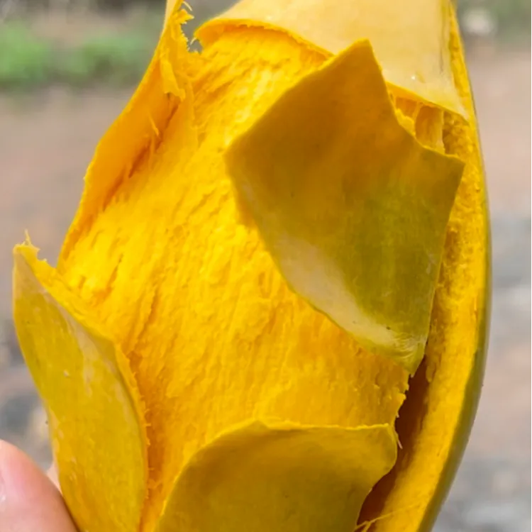 （老树果）云南鸡蛋果香甜饱满蛋黄果季新鲜采摘粉面香甜