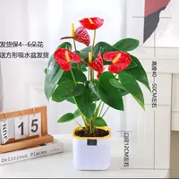 【4---6朵】红掌盆栽室内水培土培花卉四季开花净化空气好养绿植