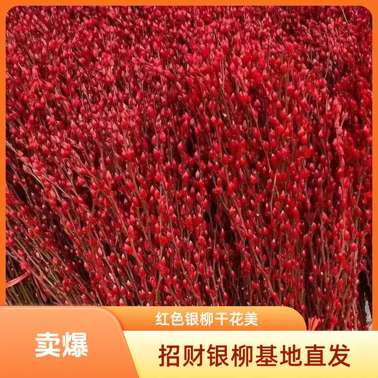 60厘米银柳干花真花年宵花适合客厅摆放装饰的染色新鲜枝条花束