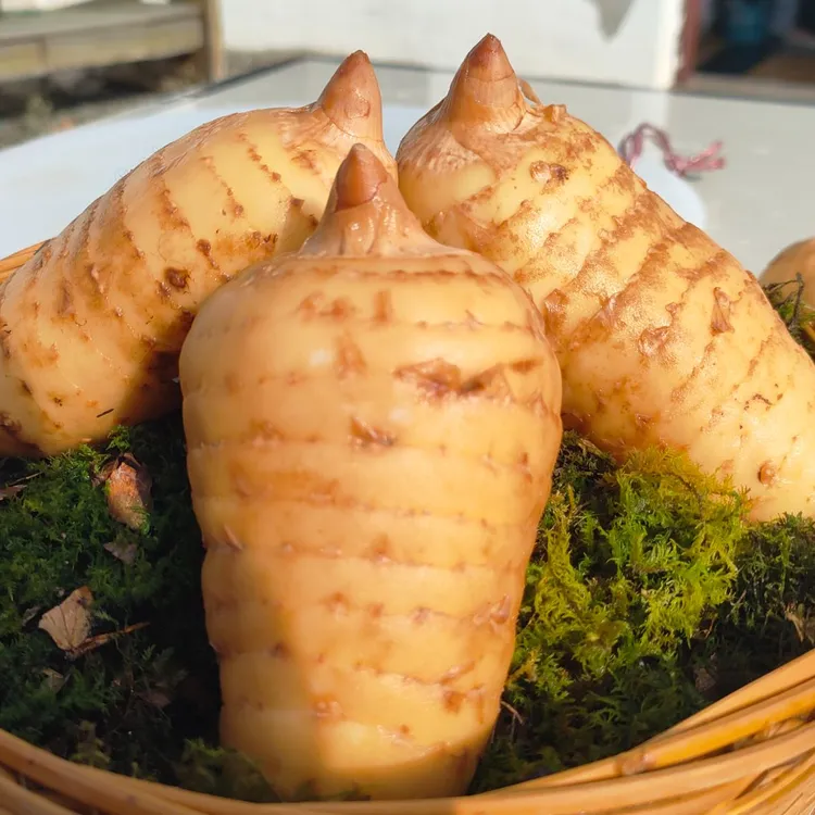 康县鲜天麻林下自然生长