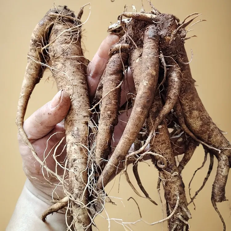 【多年种植】云南正宗甜当归特级产地直销煲汤气血甜西归食材批发