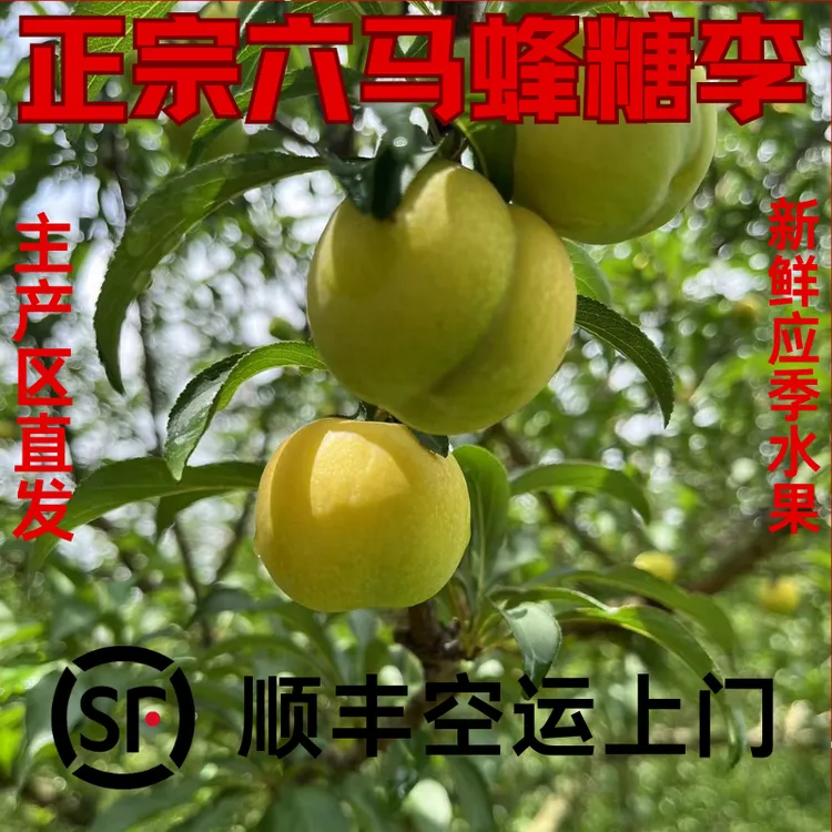 正宗贵州镇宁六马蜂糖李【冰雹果，疤点果，精品果】顺丰速运空运李子