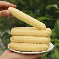【糯Q拇指玉米】新鲜采摘 极速锁鲜 清甜软糯500g/袋8-10根