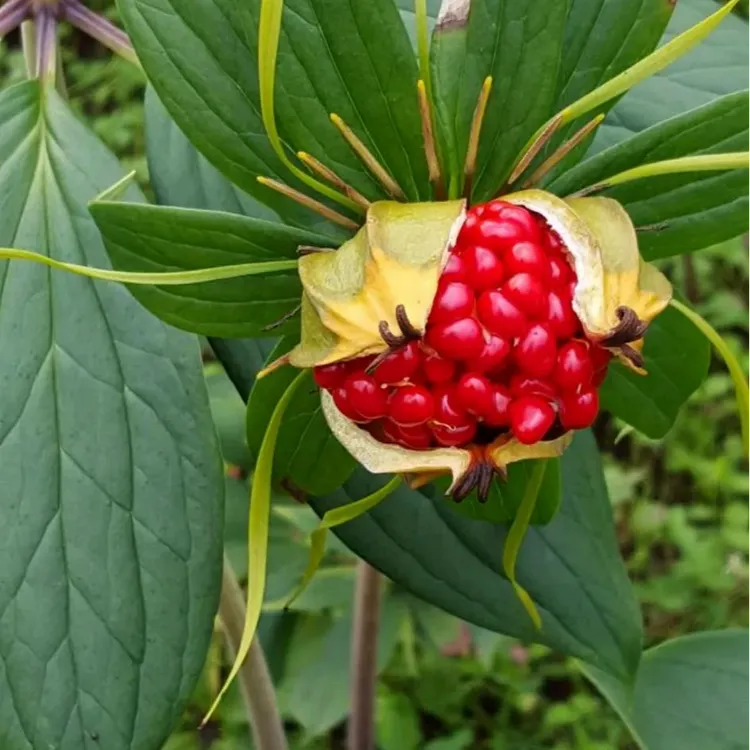云南滇重楼鲜货七叶一枝花种苗高杆大叶滇重楼种植苗独角莲
