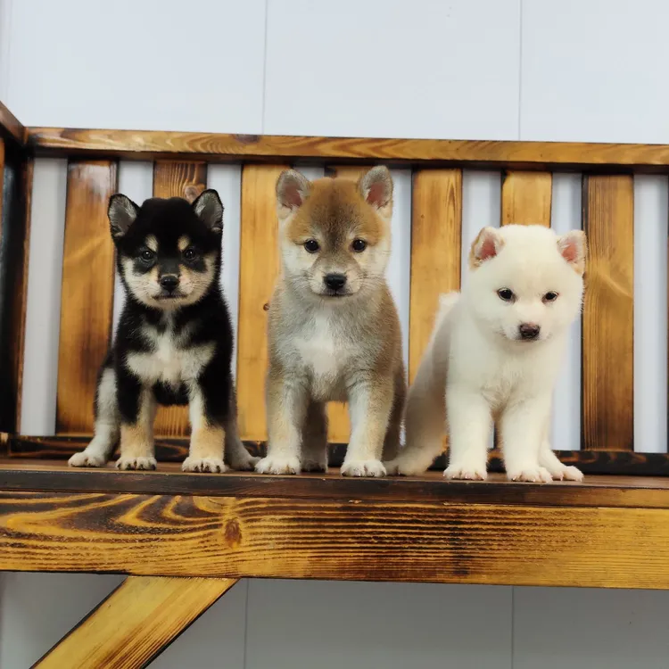 纯种日本柴犬，豆柴，小体柴犬可爱萌犬宠物活体狗狗