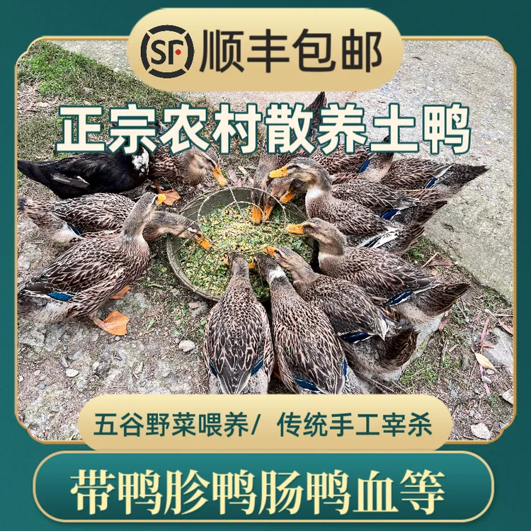 【散养麻鸭】农家高品质散养谷物喂养新鲜现杀发顺丰真空保鲜6月龄