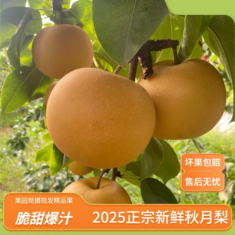 正宗秋月梨新鲜现摘当季水果脆甜多汁中秋礼盒
