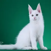 来了姊妹-纯白缅因猫 弟弟 32