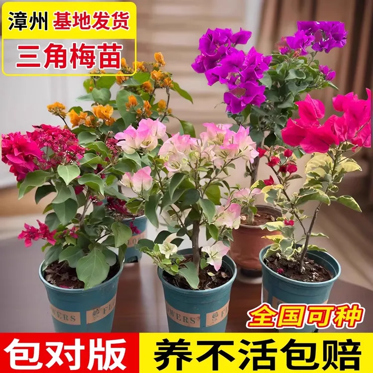 重瓣三角梅盆栽大苗勤花老桩室内外爬藤植物红梅花卉四季开花好养