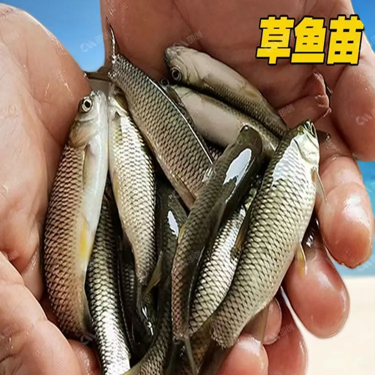 草鱼苗耐淡水包邮优质食用鱼池塘可食用鱼苗冷水包活草鱼耐寒好养