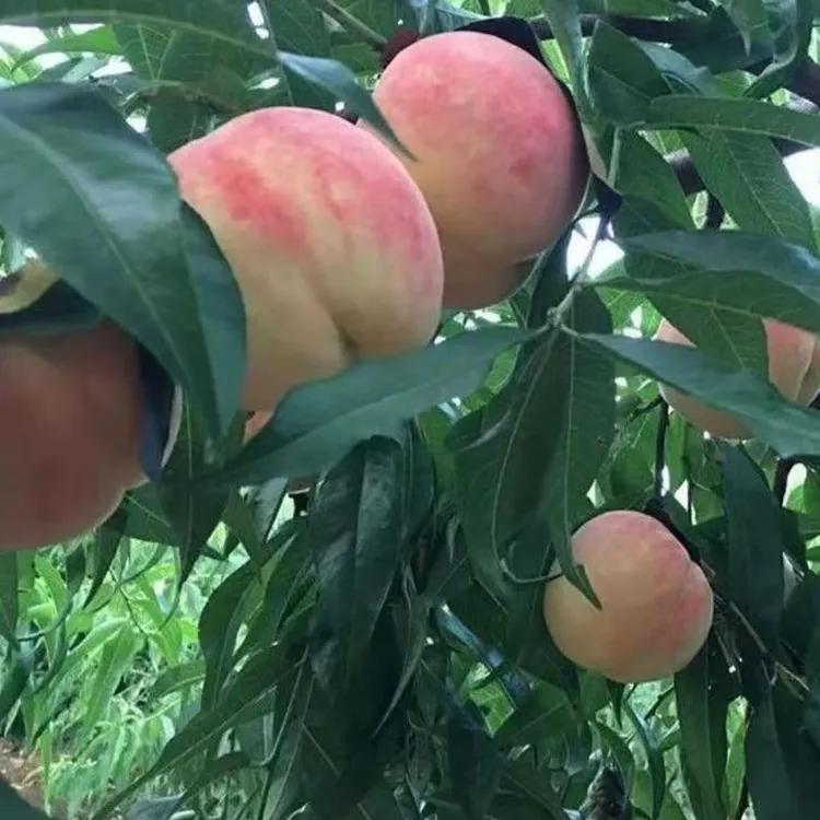 早熟水蜜桃树果苗嫁接新品种特大巨密大桃树苗南北方种植当年结果