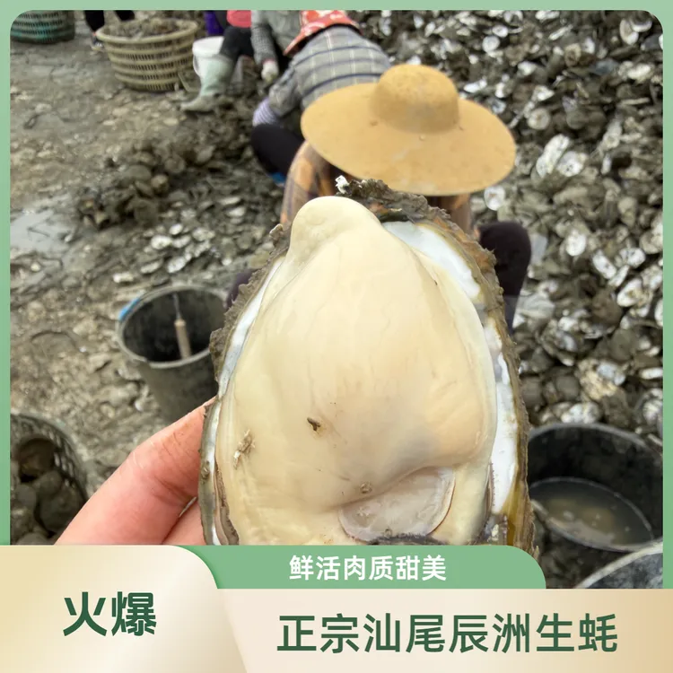 正宗汕尾辰洲生蚝肉鲜活生蚝产地晨洲1斤2斤广东省内顺丰包邮