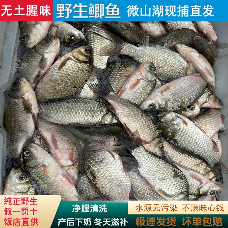 鲫鱼纯野生大鲫鱼微山湖土鲫鱼孕妇下奶月子汤新鲜现杀酒店商用