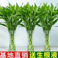 雀森60-70高富贵竹水培植物办公室居家客厅花卉绿植花造型节节高