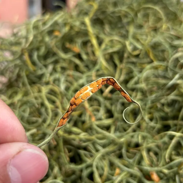 村里村外长白山细叶黄金草瓶东北绿色小嗷嗷叫泡茶泡酒精挑细选