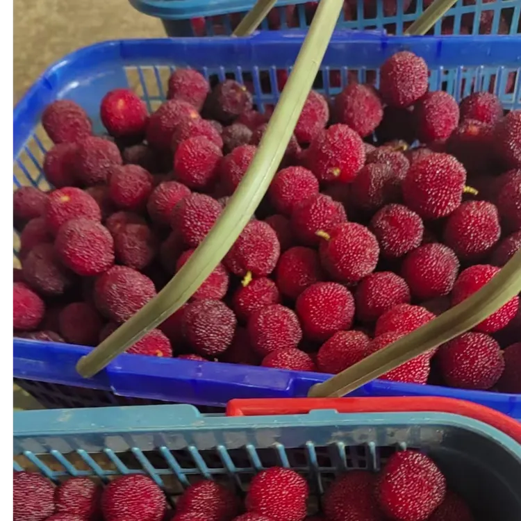 浙江特产杨梅配酒  yyds