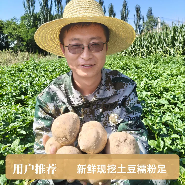 新鲜现挖现发高原黄土地土豆糯粉可口