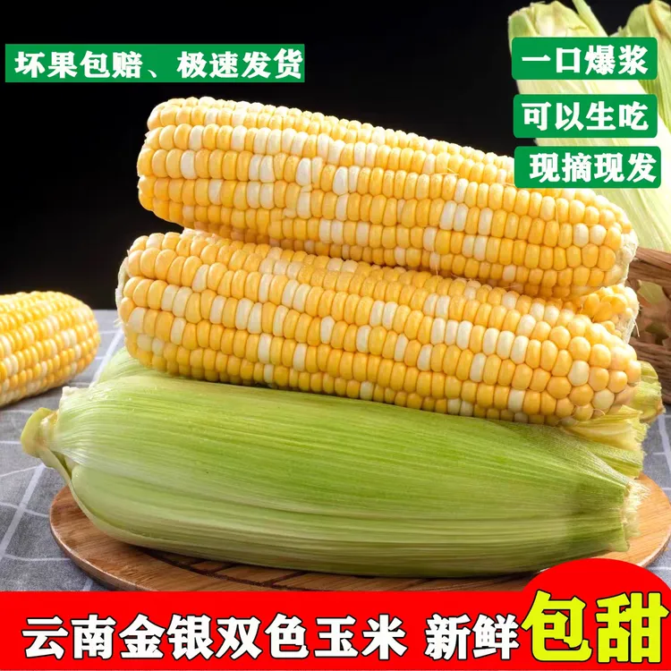 露天种植云南金银双色水果玉米脆甜爆浆新鲜甜玉米棒子苞谷米早餐